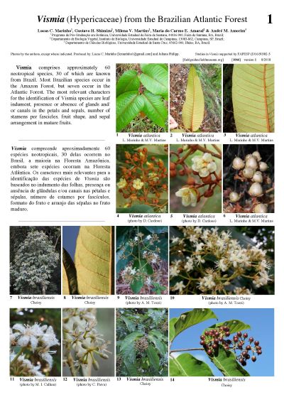 Vismia (Hypericaceae) de la Mata Atlântica