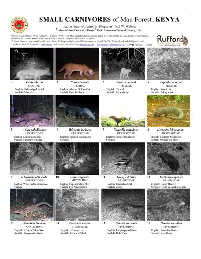 Small Carnivores of Mau Forest