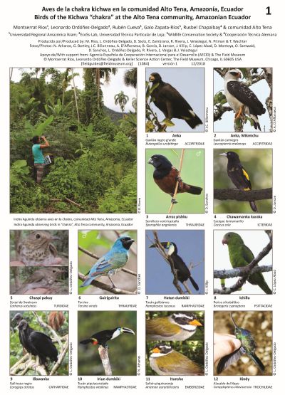 Birds of the Kichwa "chakra" at the Alto Tena community