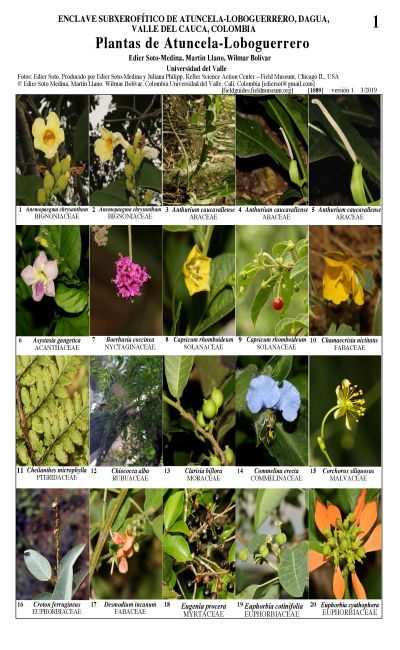 Plants of Atuncela-Loboguerrero