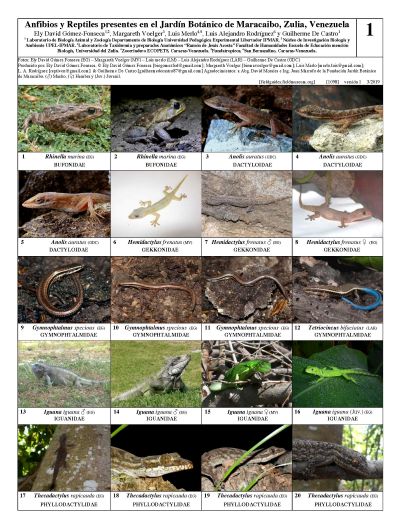 Amphibians and Reptiles of the Botanical Garden of Maracaibo