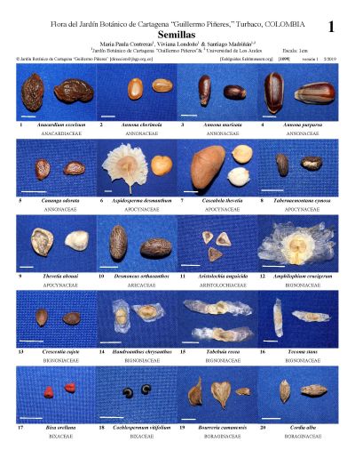 Seeds of the Botanical Garden of Cartagena "Guillermo Piñeres"