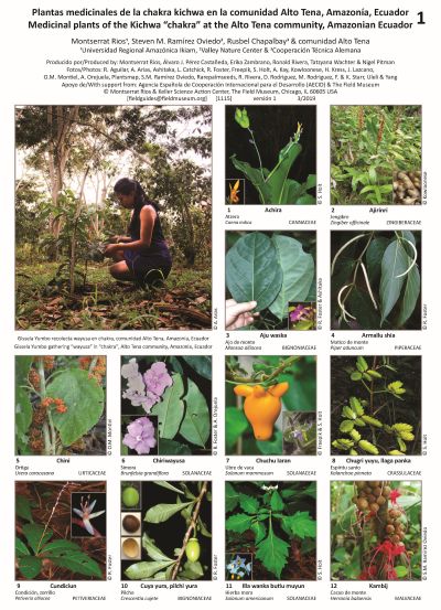 Plantas Medicinales de la Chakra Kichwa en la comunidad Alto Tena