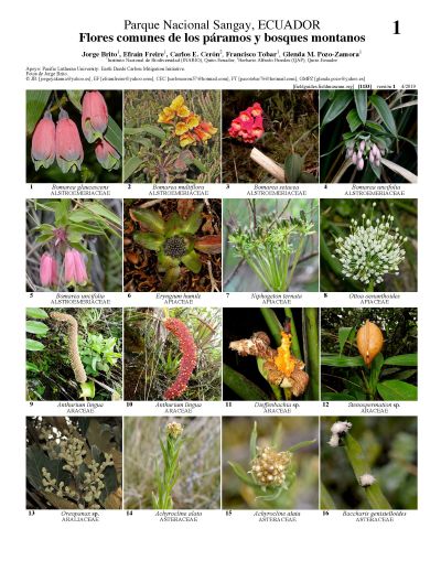 Flores comunes de los páramos y bosques montanos del Parque Nacional Sangay