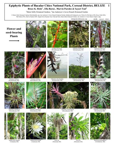 Epiphytic Plants of Bacalar Chico National Park