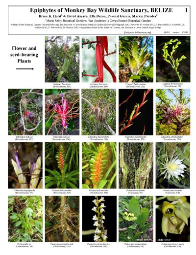 Epífitas do Santuário da Vida Selvagem de Monkey Bay