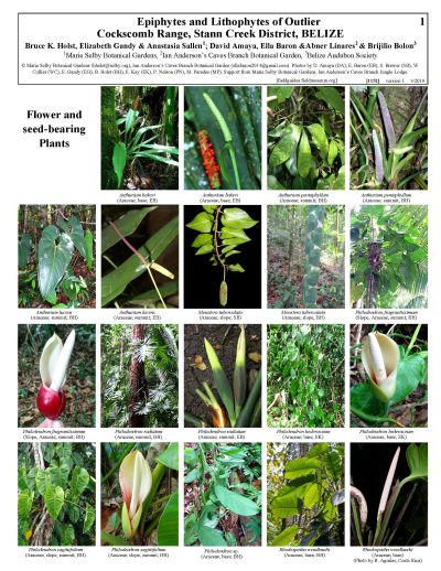 Epífitas y Litófitos del Outlier Cockscomb Range