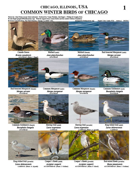 Common Winter Birds of Chicago