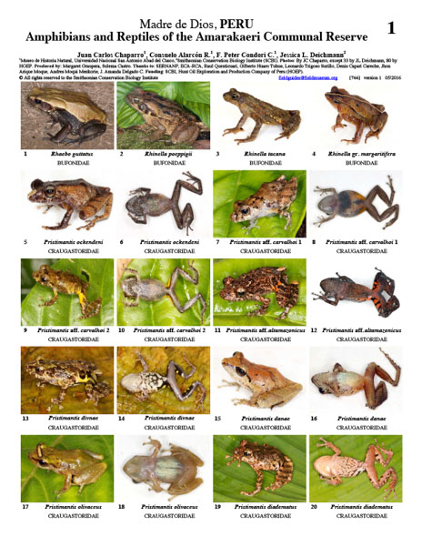 Amphibians and Reptiles of the Amarakaeri Communal Reserve