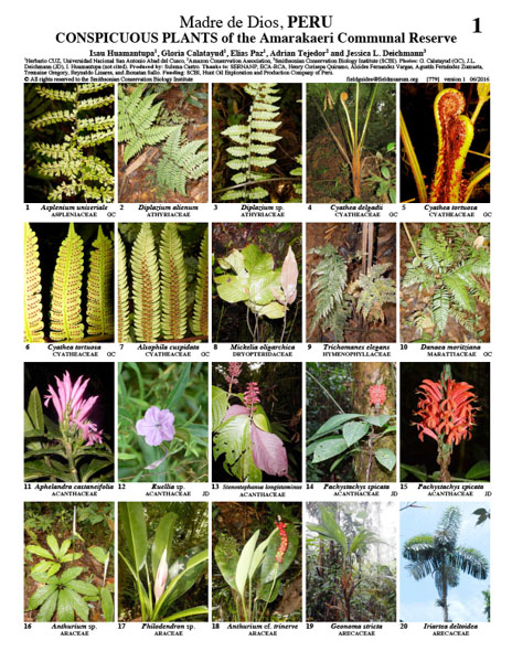 Plantas Llamativas de la Reserva Amarakaeri