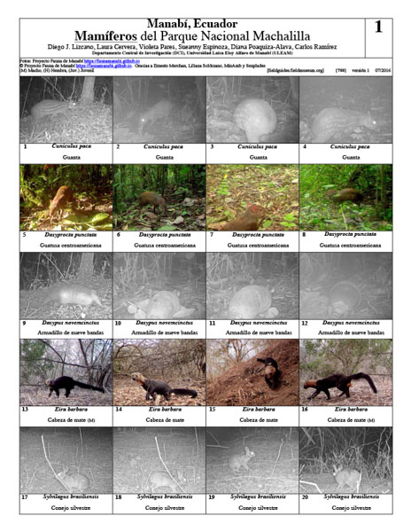 Mammals of Machalilla National Park
