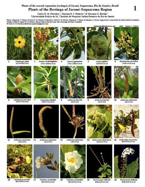 Plants of the Restinga of Jaconé-Saquarema Region