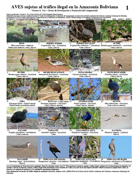 Birds subject to illegal traffic in the Bolivian Amazon