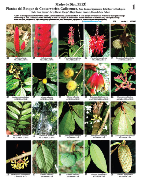Plantas do Bosque de Conservação Gallocunca
