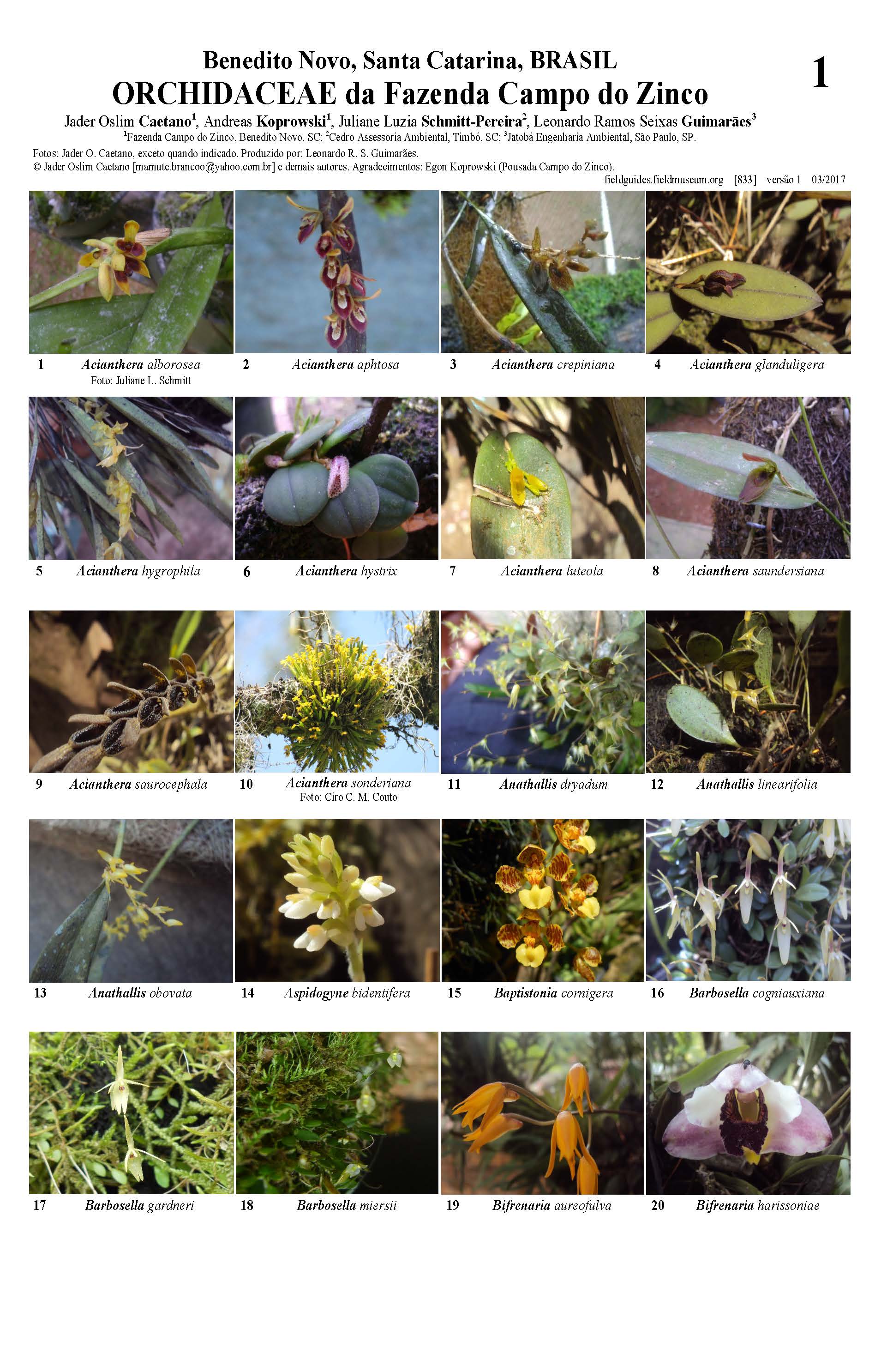 Orchidaceae of Fazenda Campo do Zinco