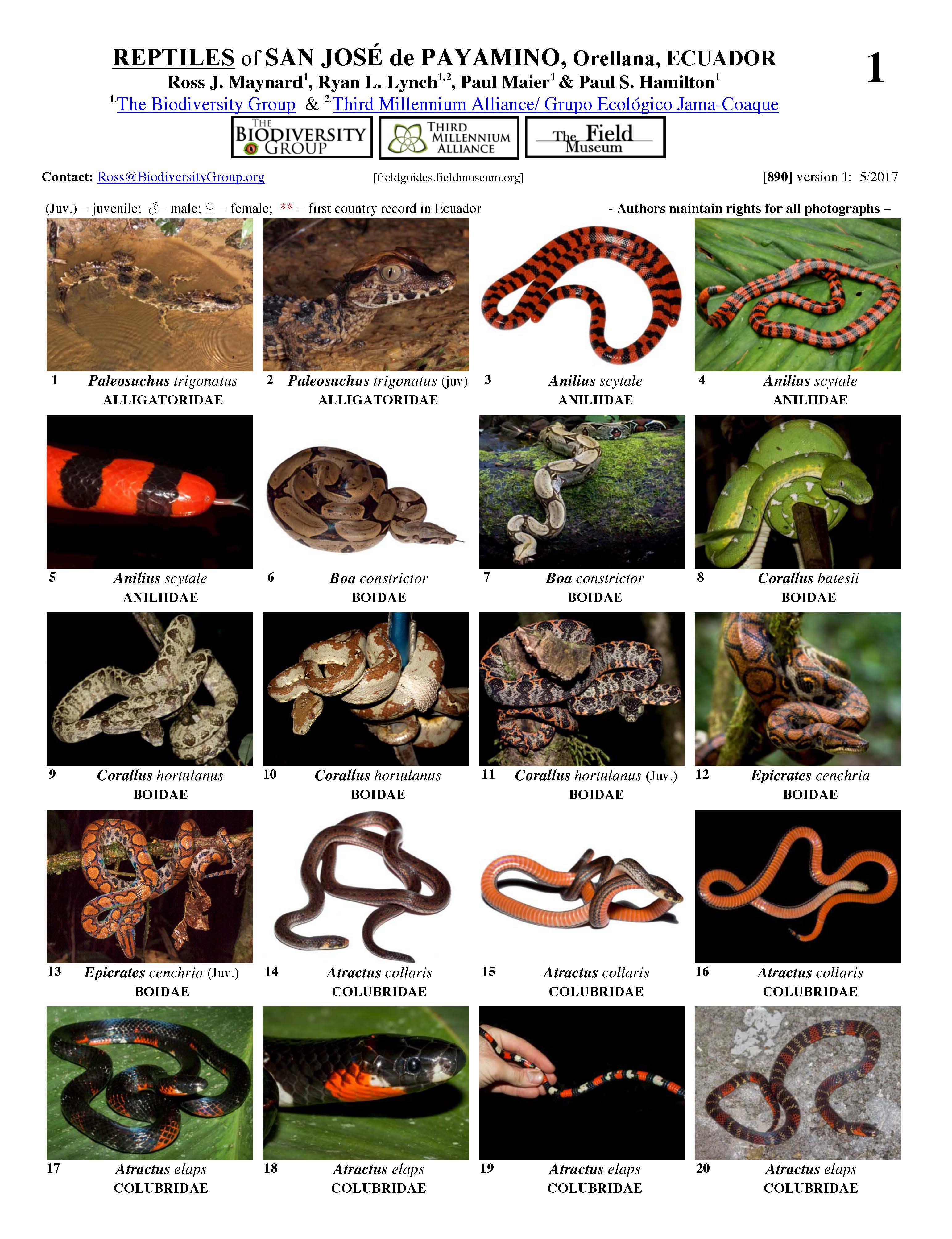 Reptiles of San José de Payamino