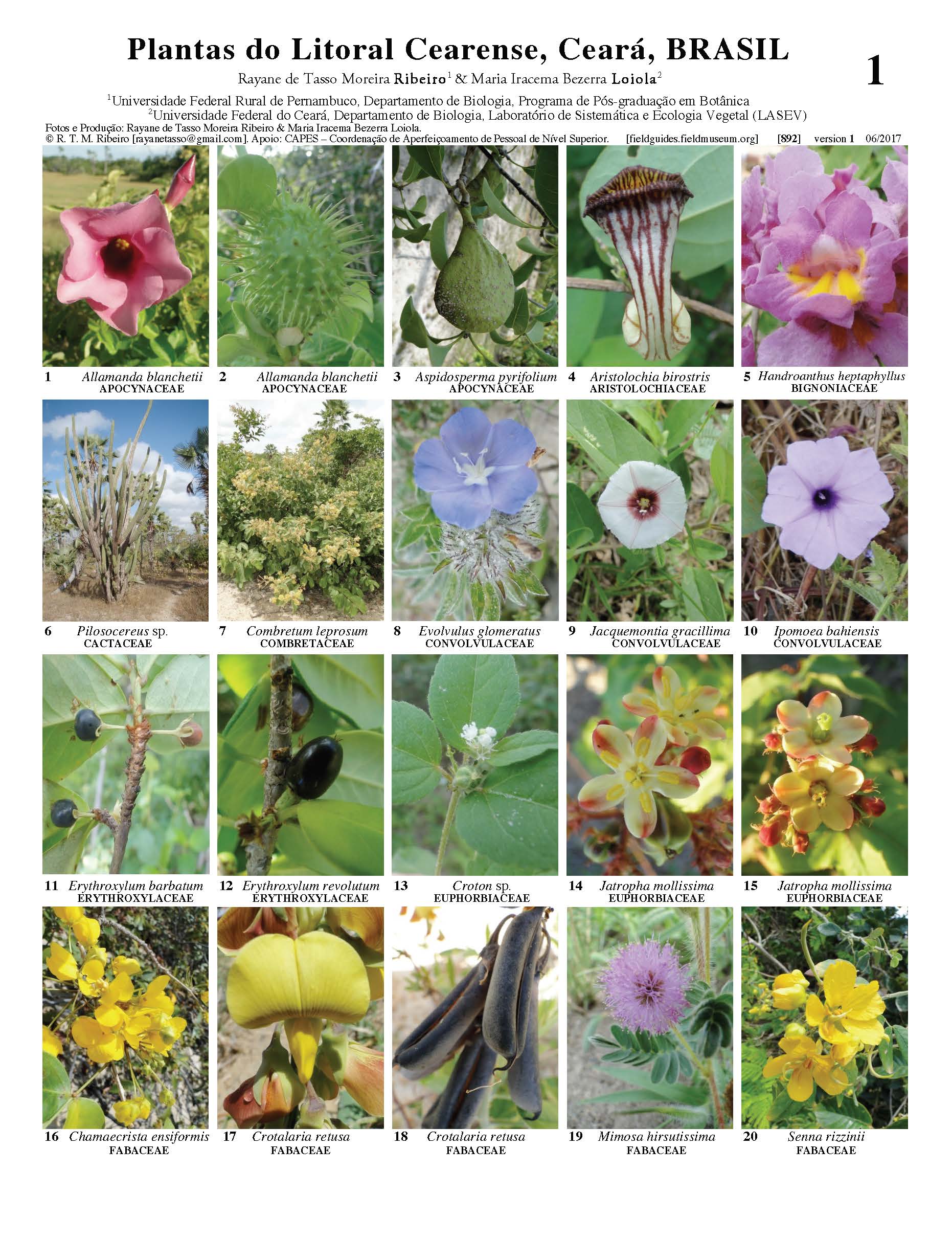 Plantas de la Costa de Ceará