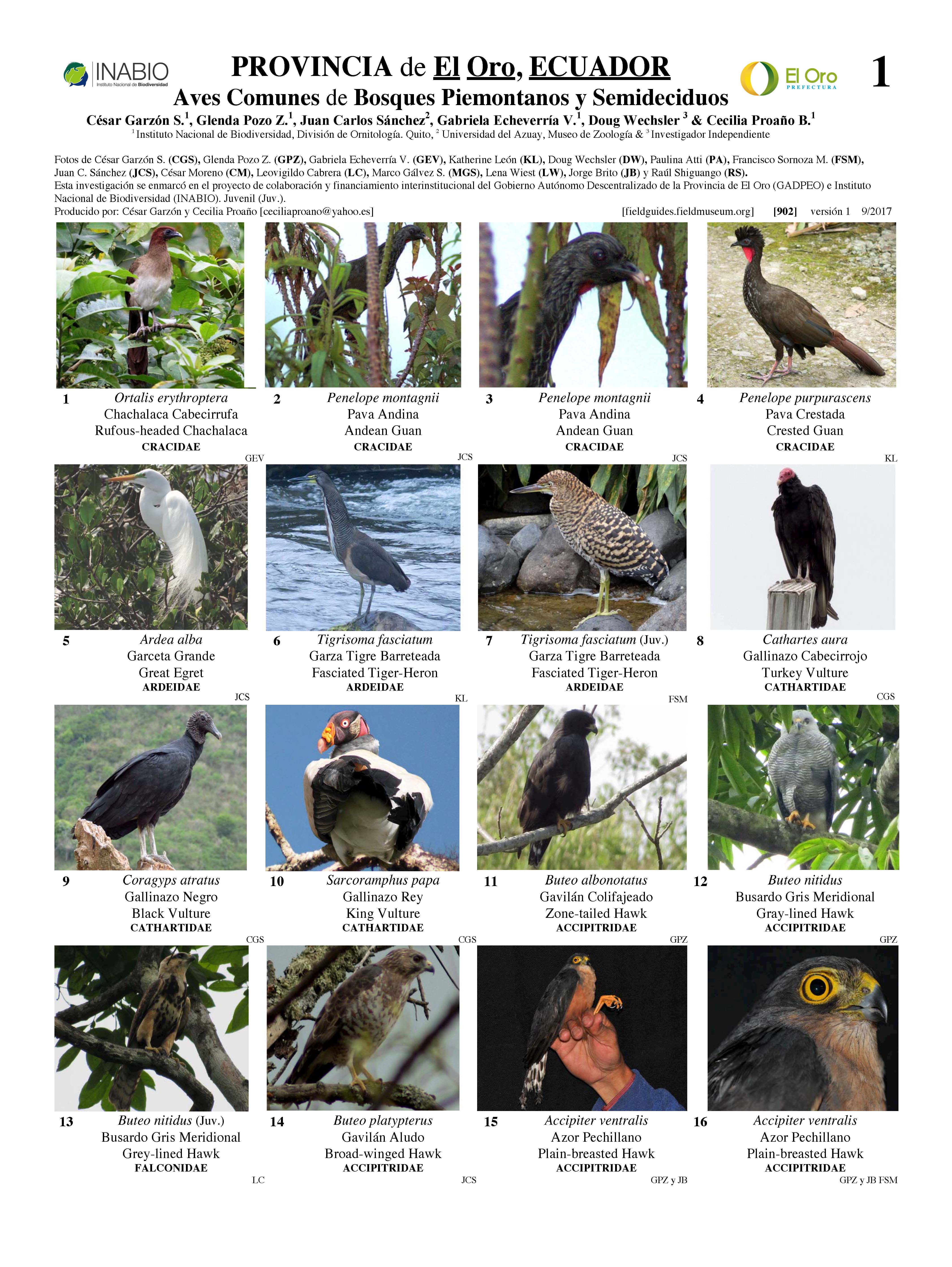Pássaros Comuns de Piedmontanos e Florestas Semideciduas