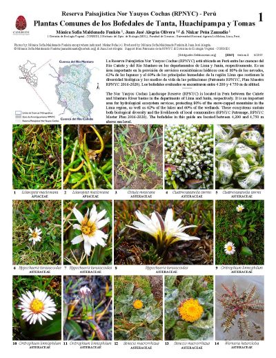 Plantas Comuns das Várzeas de Tanta, Huachipampa e Tomas