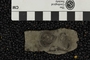 P 149 A fossil