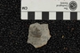 PE 1186 fossil