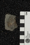 PE 53784 fossil