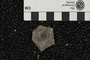 PE 58195 fossil