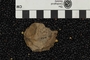 UC 1005 A fossil