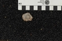 UC 10953 fossil