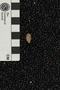 UC 21035 fossil