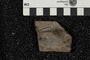 UC 22417 A fossil