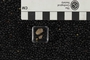 UC 34831 fossil