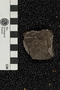 UC 3716 B fossil
