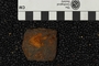 UC 37642 fossil