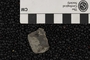 UC 54067 fossil