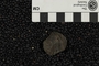 UC 57175 fossil