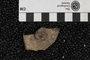 P 147 A fossil