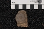 P 18107 fossil