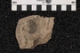 2019 Summer IMLS Ordovician Digitization Project. Echinoderm fossil
