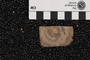 2019 Summer IMLS Ordovician Digitization Project. Echinoderm fossil