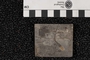 PE 54840 A fossil