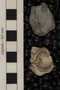PE 54842 fossil