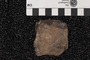 UC 10970 fossil