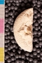 PP 20761 an