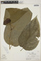Piper crassinervium Kunth, Peru, R. B. Foster 6618, F