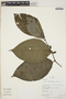Piper demeraranum (Miq.) C. DC., Peru, R. B. Foster 10075, F