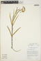 Asclepias mellodora A. St.-Hil., BOLIVIA, T. J. Killeen 2260, F