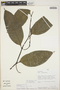 Piper indecorum Kunth, Peru, D. N. Smith 8417, F