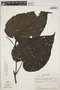 Piper tectoniifolium Kunth, Peru, T. C. Plowman 5007, F