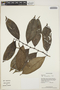 Piper variegatum Kunth, Peru, C. Sobrevila 2030, F